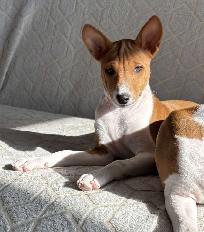 Собаки в Котласе: Щенки Басенджи Девочка, 45 000 руб. - фото 3
