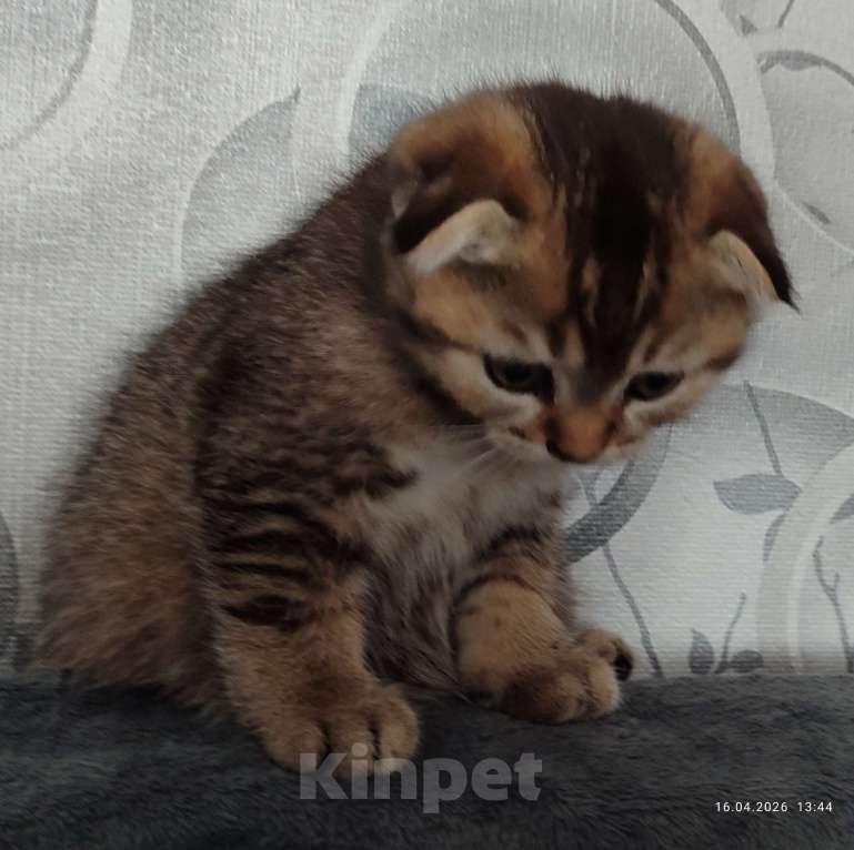 Кошки в Москве: Продаётся котёнок! Мальчик, Бесплатно - фото 2