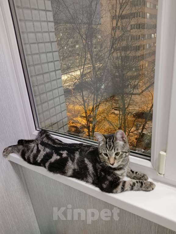 Кошки в Санкт-Петербурге:  Котëнок ищет дом.  Мальчик, Бесплатно - фото 3