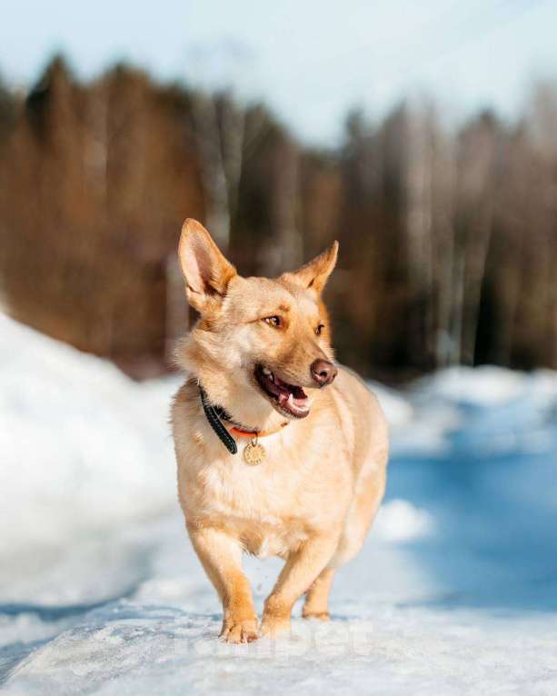 Собаки в других городах Московской области: Привет :) Я  - Тата Девочка, Бесплатно - фото 4