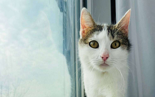 Нежная Лизавета мечтает о доме