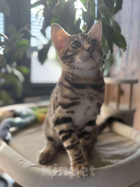 Кошки в Пскове: Гетсби  Мальчик, 45 000 руб. - фото 3