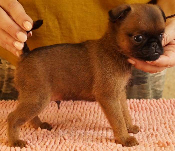 Собаки в Москве: Васелёк Мальчик, 80 000 руб. - фото 4