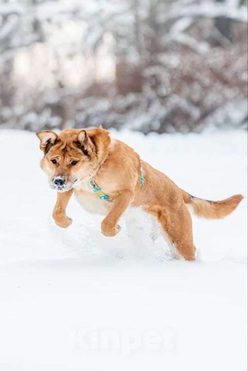 Собаки в Москве: Шикарный Джек ищет дом Мальчик, Бесплатно - фото 5