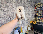 Собаки в Москве: Кукольный мальчик померанского шпица из племенного питомника РКФ Мальчик, Бесплатно - фото 1