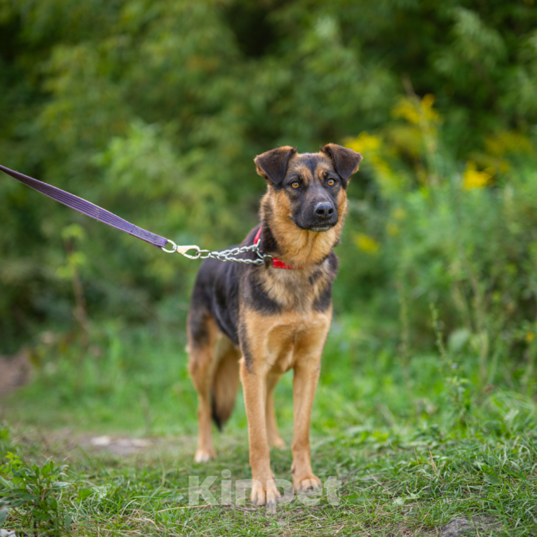 Собаки в Москве: Шоколадка Девочка, Бесплатно - фото 3