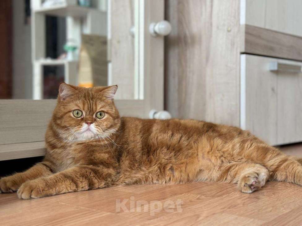 Кошки в Люберцах: Шотландцы Мальчик, 8 000 руб. - фото 4