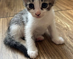 Кошки в Москве: Котенок Фифочка Девочка, Бесплатно - фото 5