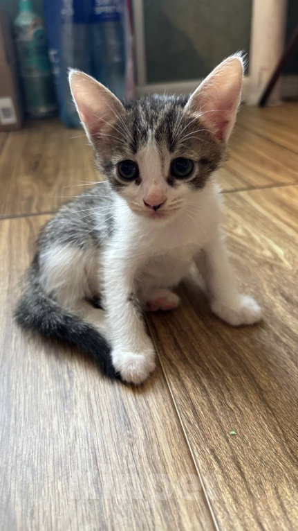 Кошки в Москве: Котенок Фифочка Девочка, Бесплатно - фото 5