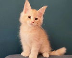 Кошки в Сочи: Котята мейн-кун в Сочи, 25 000 руб. - фото 8