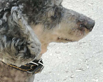 Собаки в Самаре: Пудель ,приглашает на вязку, 3 000 руб. - фото 2