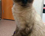 Кошки в Колпашево: Котенок, 2 000 руб. - фото 1