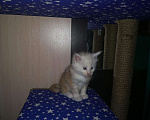 Кошки в Нововоронеже: Котята мейн-кун, 10 000 руб. - фото 5
