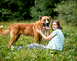 Собаки в Видном: Бархан ждет семью Мальчик, Бесплатно - фото 4