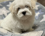 Собаки в Новосибирске: Мальтезе Мальчик, Бесплатно - фото 1