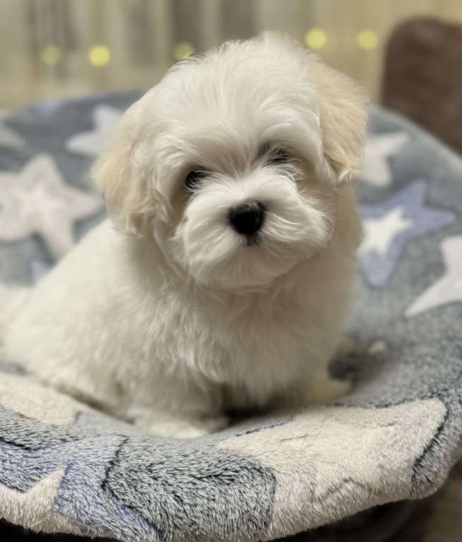 Собаки в Новосибирске: Мальтезе Мальчик, Бесплатно - фото 1