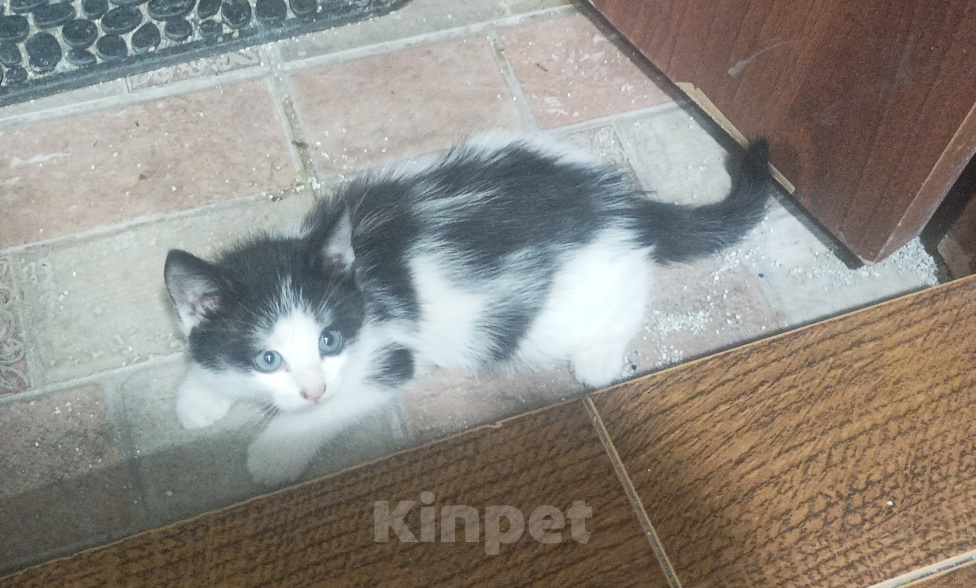 Кошки в Подольске: Котёнок с улицы Дизюкова Мальчик, Бесплатно - фото 3
