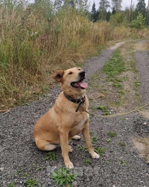 Собаки в других городах Московской области: Одиссей ищет гавань Мальчик, Бесплатно - фото 7