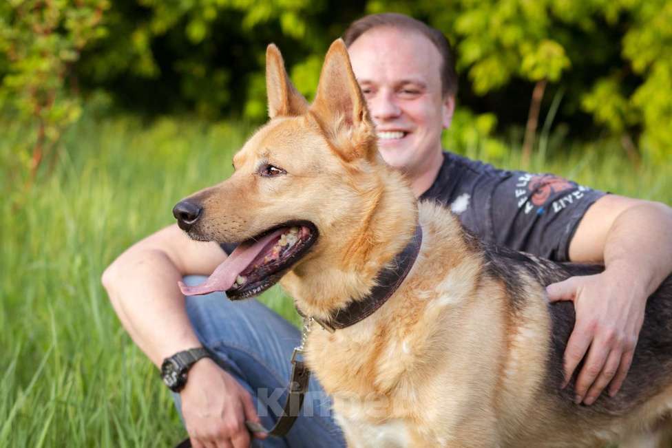 Собаки в Москве: Лорд. Метис овчарки Мальчик, Бесплатно - фото 7