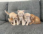 Кошки в Нижнем Новгороде: Шотландские вислоухие котята Мальчик, 3 000 руб. - фото 6