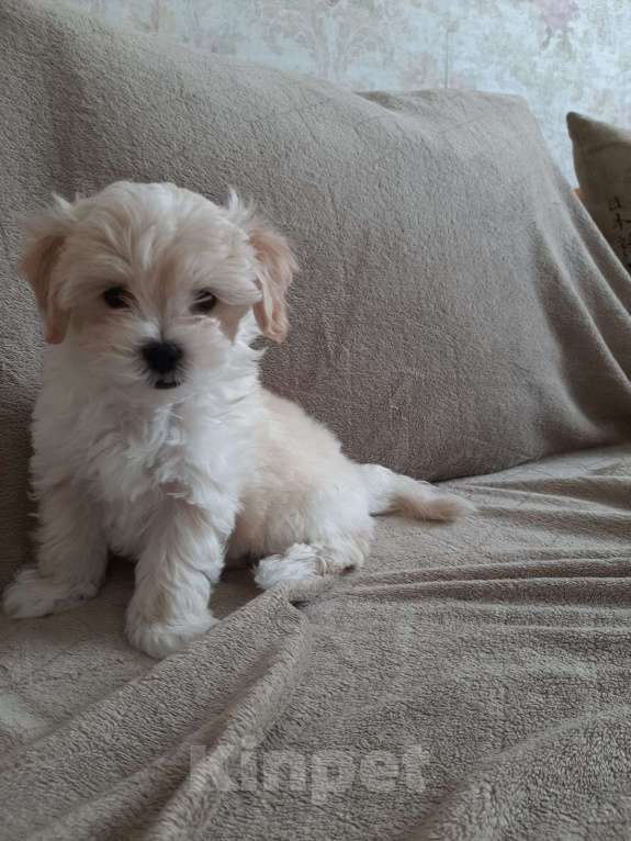 Собаки в Ростове-на-Дону: Мальтипу щенки Мальчик, 50 000 руб. - фото 4