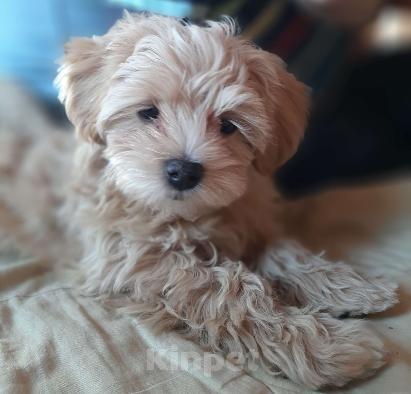 Собаки в Москве: Мальтипу f1 mini девочка Девочка, 110 000 руб. - фото 2