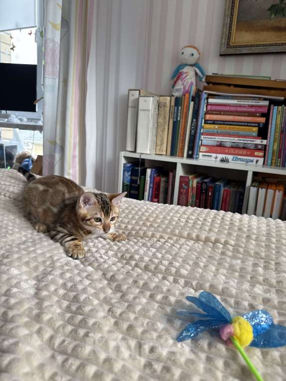 Кошки в Пскове: Гарфильд Мальчик, 45 000 руб. - фото 8