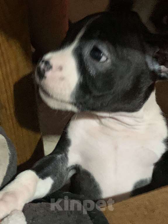 Собаки в Новосибирске: Кузнечик Девочка, 20 000 руб. - фото 6