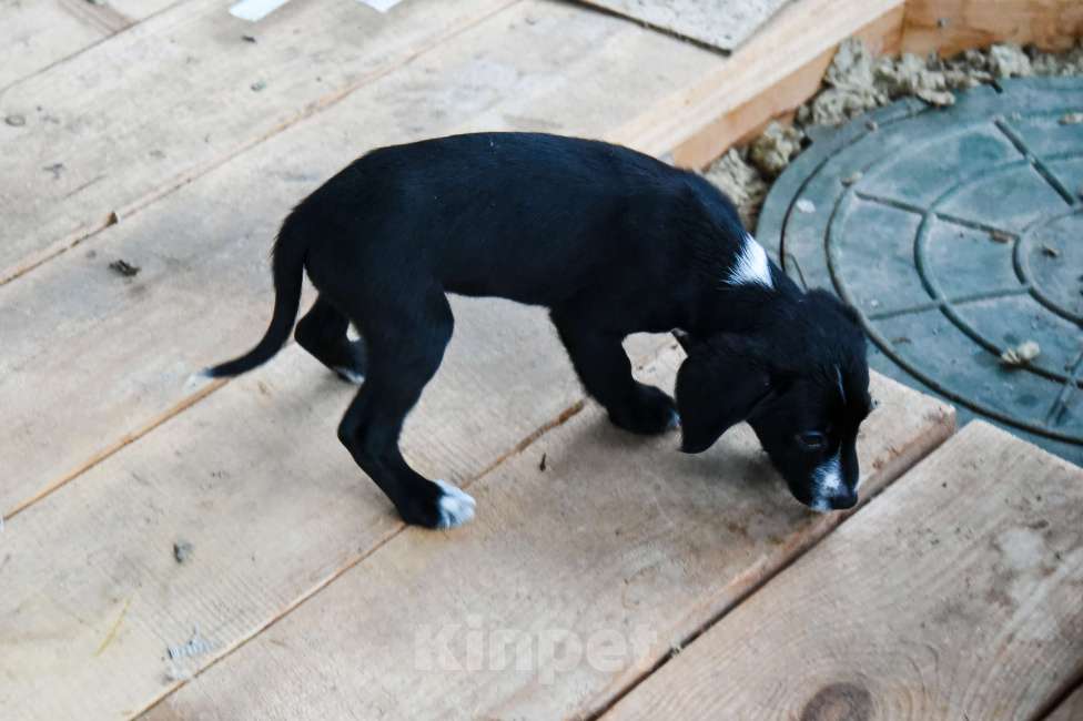Собаки в Лосином-Петровском: Малышка метис спаниеля и лайки из ппбж Якутска Девочка, Бесплатно - фото 9