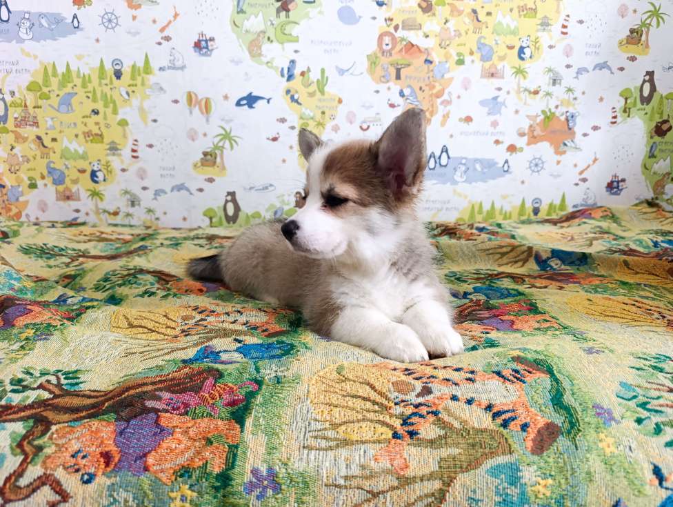 Собаки в Уфе: Корги пемброк Мальчик, 45 000 руб. - фото 7