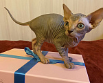 Кошки в Москве: Мистическая кошечка канадского сфинкса Девочка, 50 000 руб. - фото 4