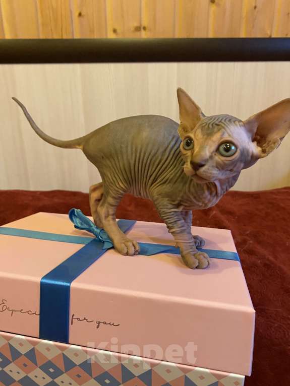 Кошки в Москве: Мистическая кошечка канадского сфинкса Девочка, 50 000 руб. - фото 4