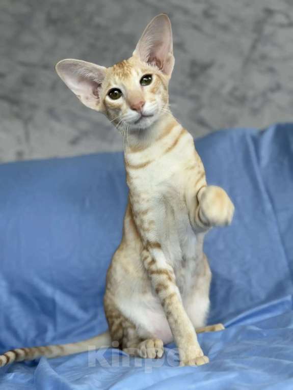 Кошки в Рязани: Ориентальный котенок Мальчик, Бесплатно - фото 1