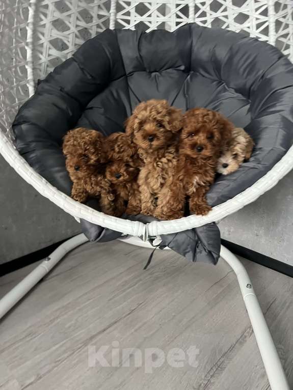 Собаки в Гатчине: Мальтипу Девочка, 80 000 руб. - фото 3