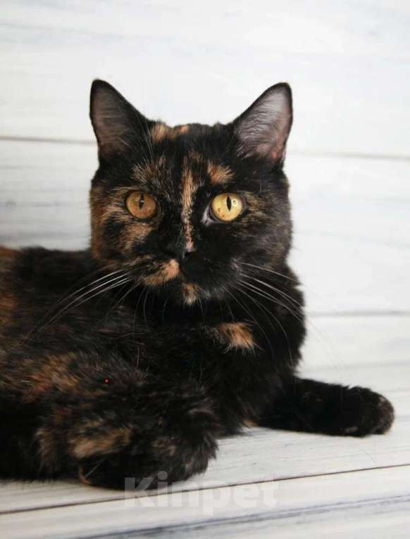 Кошки в Пушкино: БриТося - Британская черепаха  Девочка, 100 руб. - фото 8