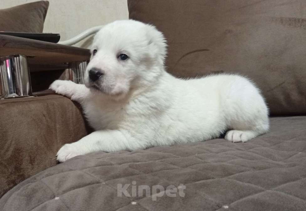 Собаки в Печоре: Девочка САО Девочка, 40 000 руб. - фото 1