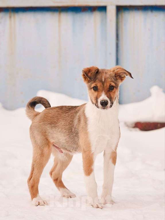 Собаки в других городах Московской области: Торрес якутенок Мальчик, Бесплатно - фото 3