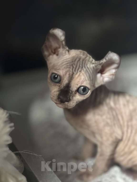 Кошки в Казани: Принцесса Сфинкс Эльфик ищет любящую семью Девочка, 25 000 руб. - фото 1