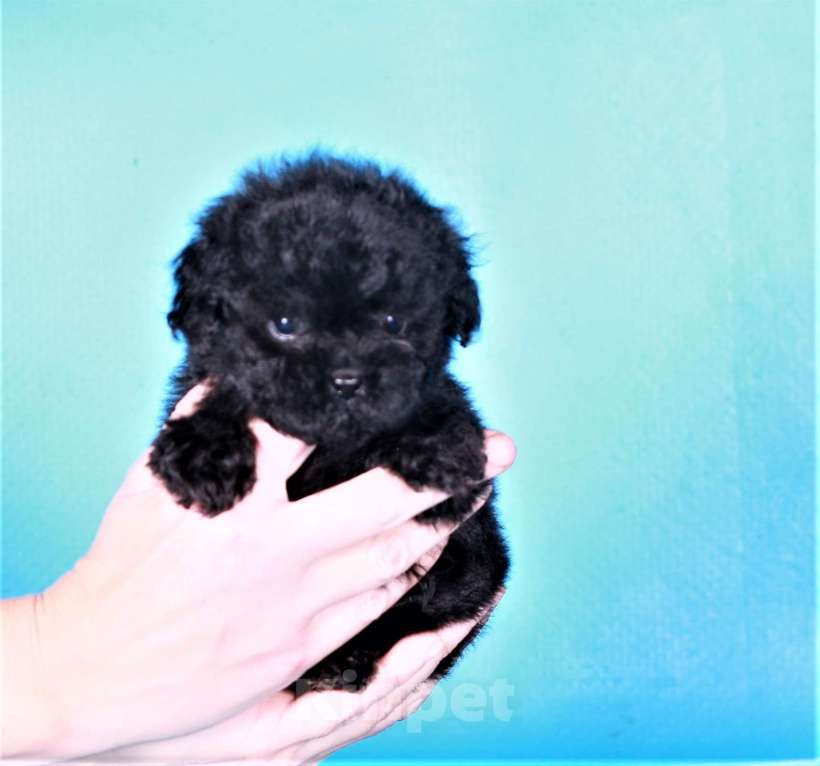 Собаки в Москве: мальтипу Ф1 щенок мини девочка Девочка, 90 000 руб. - фото 8