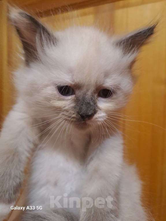 Кошки в Сергиеве Посаде: чудо-кошечка Девочка, Бесплатно - фото 4