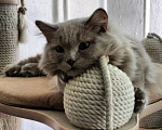Кошки в Подольске: Британская длинношерстная кошечка Девочка, 40 000 руб. - фото 2