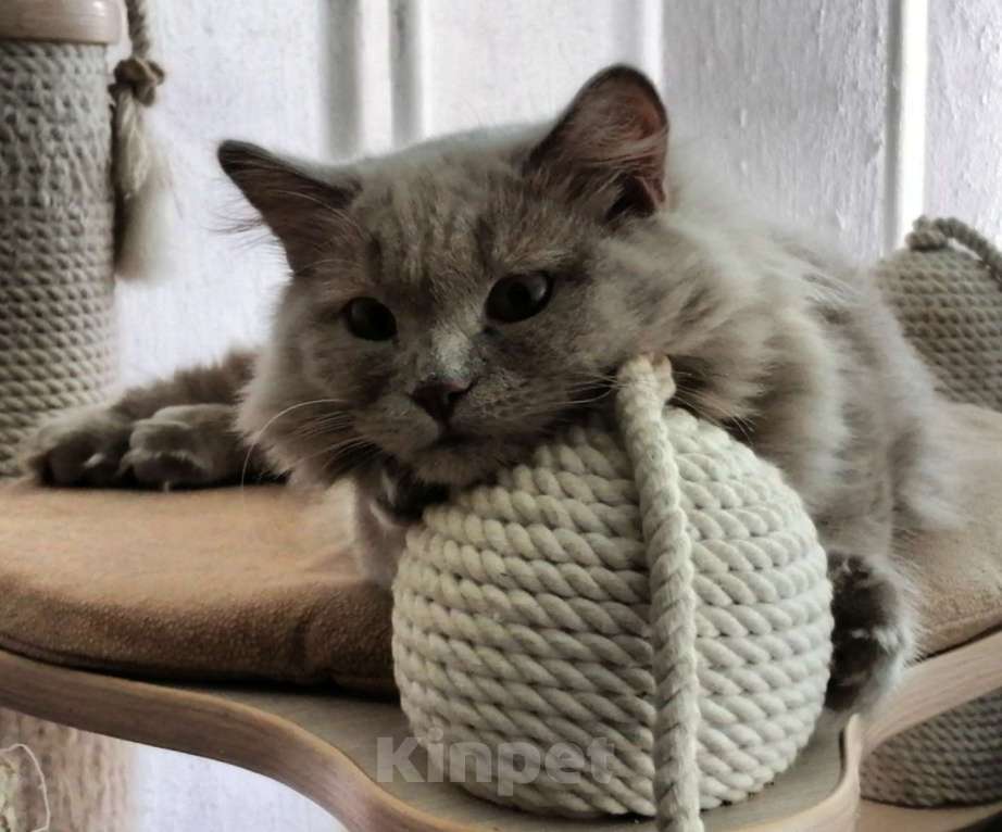 Кошки в Подольске: Британская длинношерстная кошечка Девочка, 40 000 руб. - фото 2