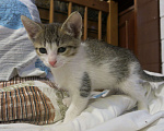 Кошки в Можайске: Котята в добрые руки бесплатно Девочка, 1 руб. - фото 2