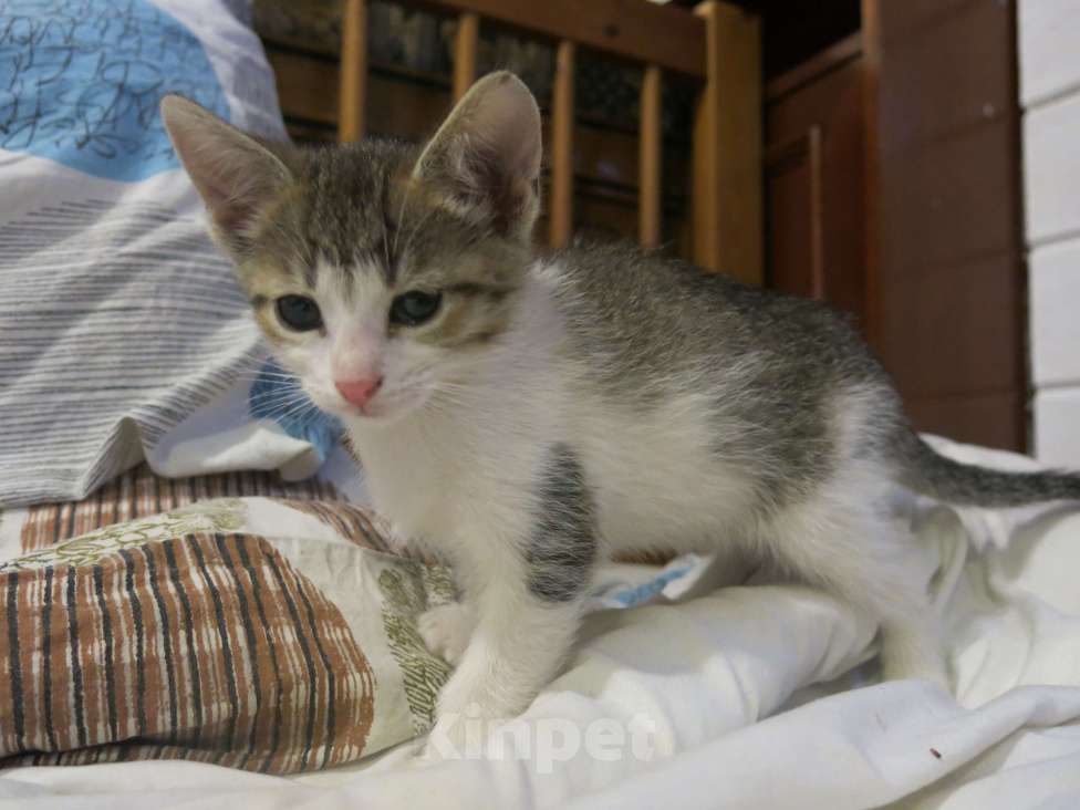 Кошки в Можайске: Котята в добрые руки бесплатно Девочка, 1 руб. - фото 2