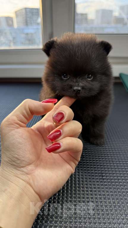 Собаки в Москве: Померанский шпиц девочка Девочка, 100 000 руб. - фото 1