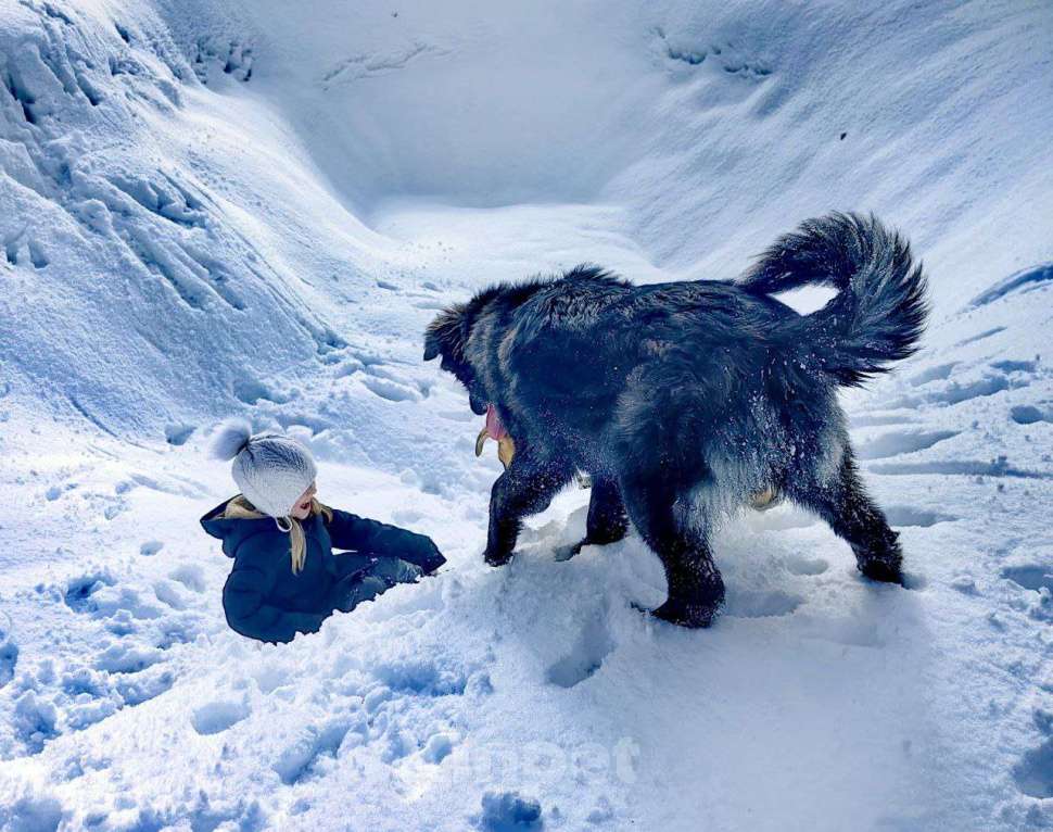 Собаки в Лобне: шикарный щенок Батлай бесплатно Мальчик, Бесплатно - фото 2