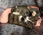 Кошки в Москве: Новорожденные котята найдены в коробке на лавке Мальчик, 1 руб. - фото 1