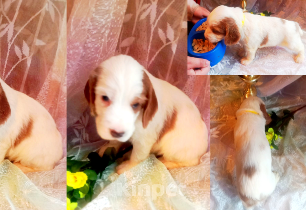 Собаки в Санкт-Петербурге: продается щенок русского охотничьего спаниеля Мальчик, 50 000 руб. - фото 2