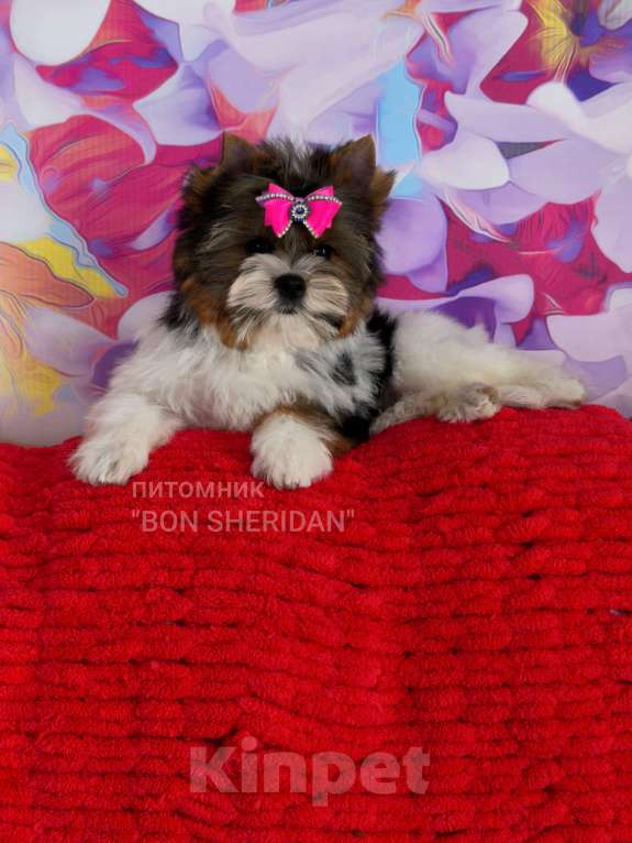 Собаки в Пушкино: Очень красивая, кукольная малышка Девочка, 90 000 руб. - фото 1