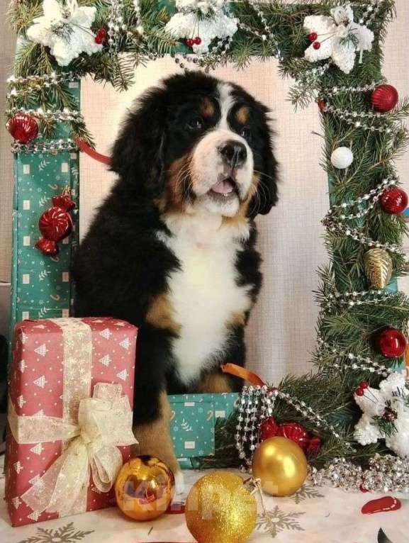 Собаки в Новосибирске: Щенки бернского зенненхунда Девочка, 150 000 руб. - фото 1